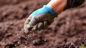 Tarladan sofraya sağlığımız risk altında