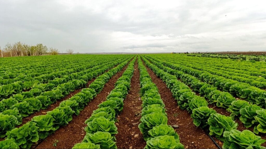 Üreticiyi bitirecek bir hamle daha ithal marul