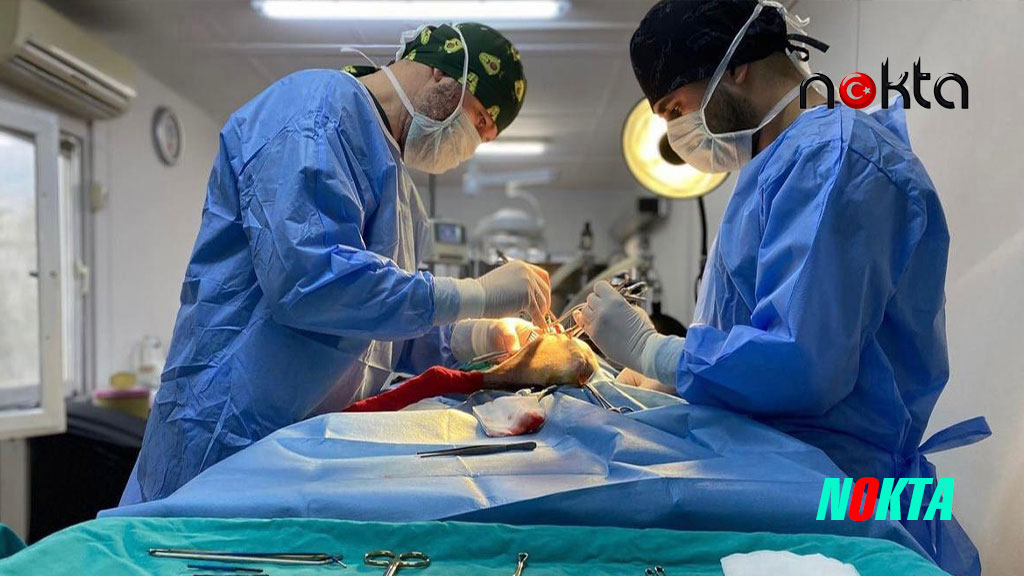 Bursa Osmangazi’de kedi popülasyonu kontrol altında