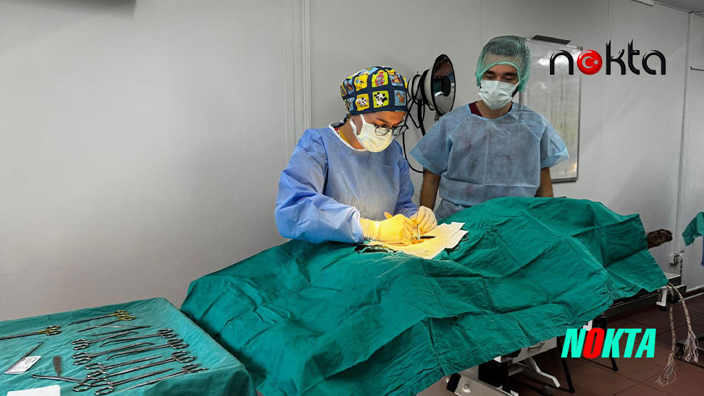 Bursa Osmangazi’de kedi popülasyonu kontrol altında