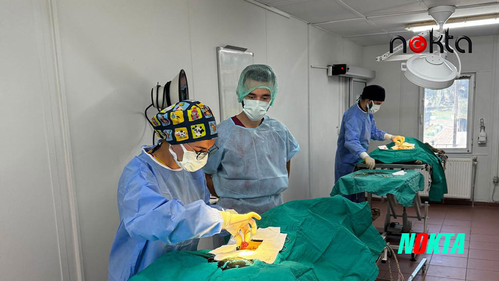 Bursa Osmangazi’de kedi popülasyonu kontrol altında