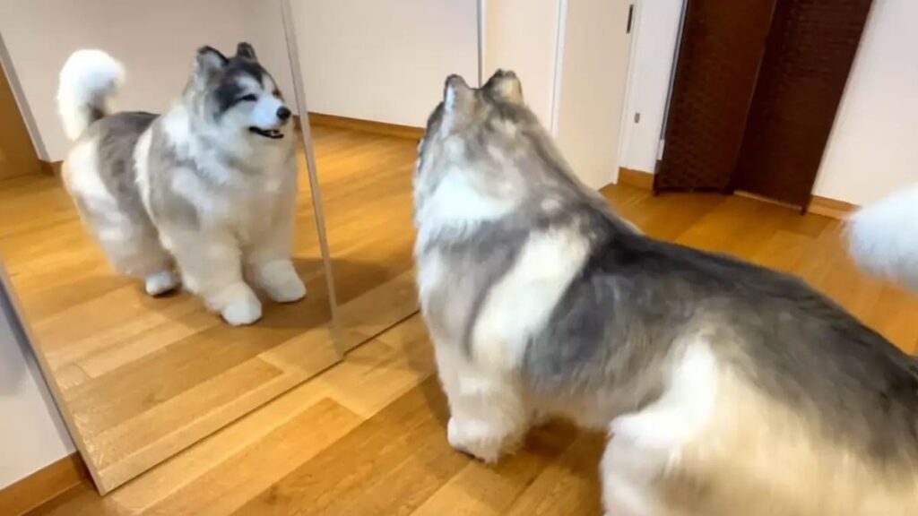 500 bin lira verip köpek oldu: Ziyaretçilerini bekliyor