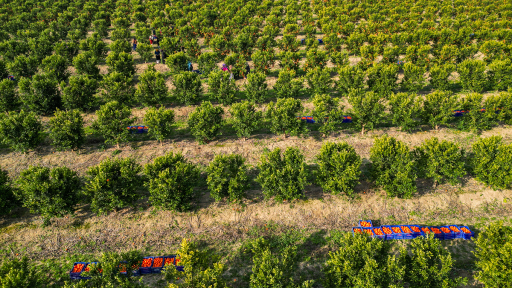 Dalında 16, markette 45 liradan satılıyor: Adana’da hasat hızlandı