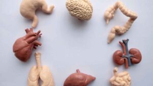 İnsan vücudu her 7 yılda bir kendini tamamen yenileyebilir mi? Bilim yeni bir cevap verdi