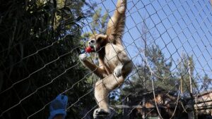 Trafoya giren maymun tüm ülkenin elektriğini kesti