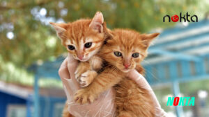 Sahiplenilen hayvanların 1 yıllık muayenesi Yıldırım Belediyesi’nden