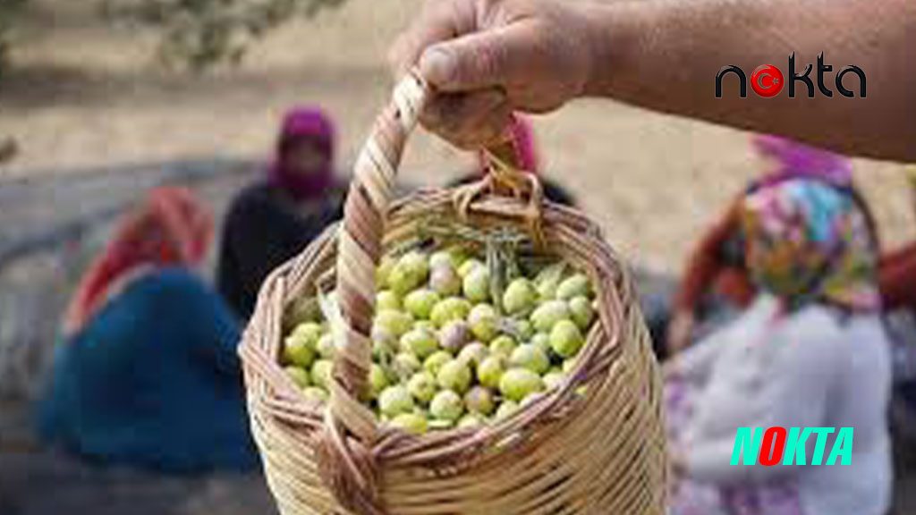 Zeytin üreticisine 800 milyon lira ödeme