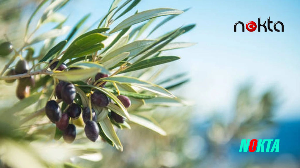 Zeytin üreticisine 800 milyon lira ödeme