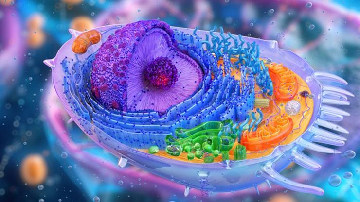 Endoplazmik Retikulumun Nedir? Görevleri ve Hücredeki Önemi