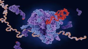 Ribozom Nedir? Görevi ve Özellikleri Nelerdir?