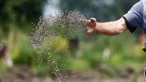 Türkiye tohum sektöründe küresel oyuncu haline geldi