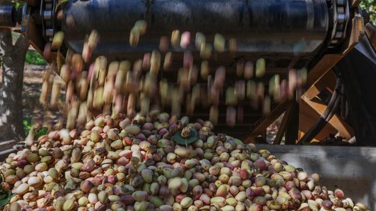 Türkiye’de fıstık üretiminde rekor artış! 2024’te 383 bin ton…