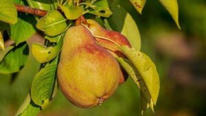 Yargıtay’dan emsal karar: Trafikte atılan armut silah sayıldı