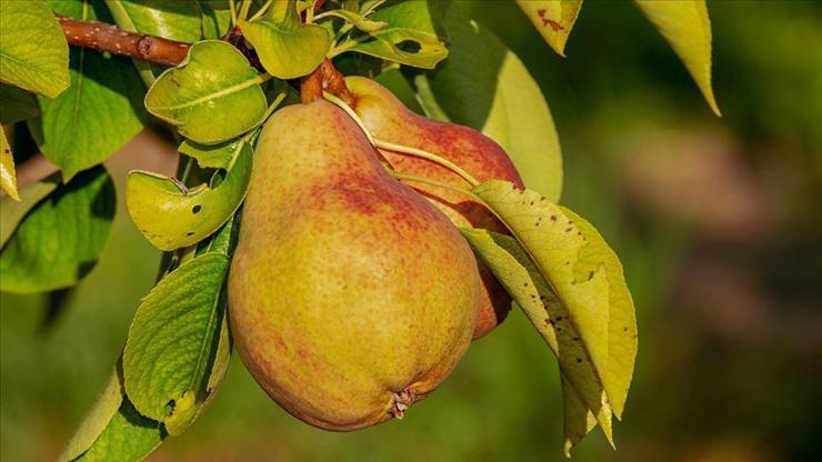 Yargıtay’dan emsal karar: Trafikte atılan armut silah sayıldı