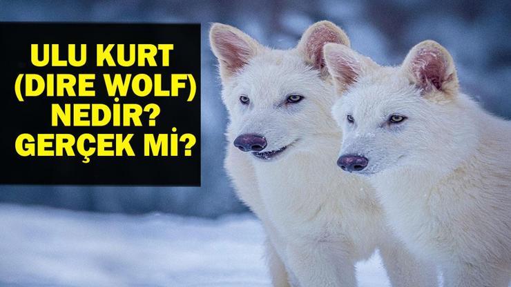 ULU KURT (DIRE WOLF) GERÇEK Mİ, NEDİR? Ulukurt Gerçek Mi, Geri Mi Döndü? 12 bin 500 Yıl Önce Soyları Tükenmişti!