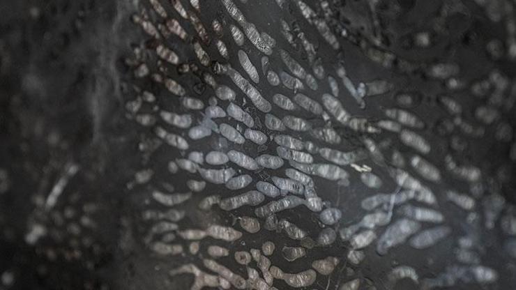 Saraycık’ta keşfedilen nadir taş: “Mercan Siyah” Mermeri