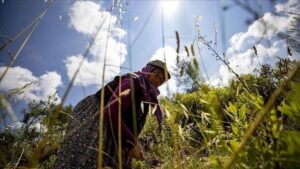 Bakan Yumaklı: Orman köylerinde ikamet eden kadınlarımıza mikro kredi uygulamasında yüzde 50 hibe vereceğiz