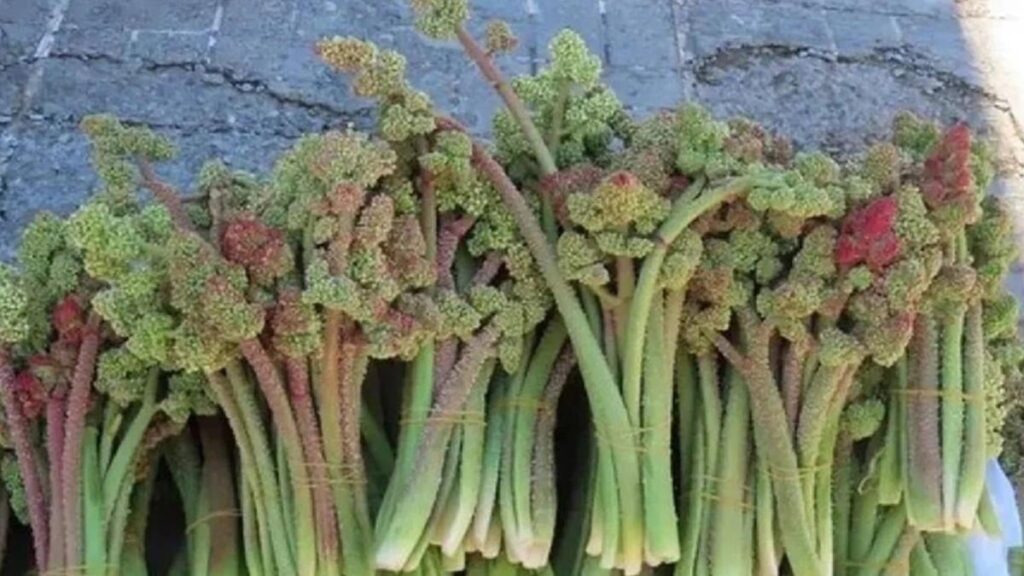 Hasadı yapıldı! Sadece bir ay yetişiyor: Kilosu 250 Lirayı geçti