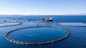 Karadeniz Bölgesi’nin su ürünleri ihracatı ilk çeyrekte 62 milyon doları aştı