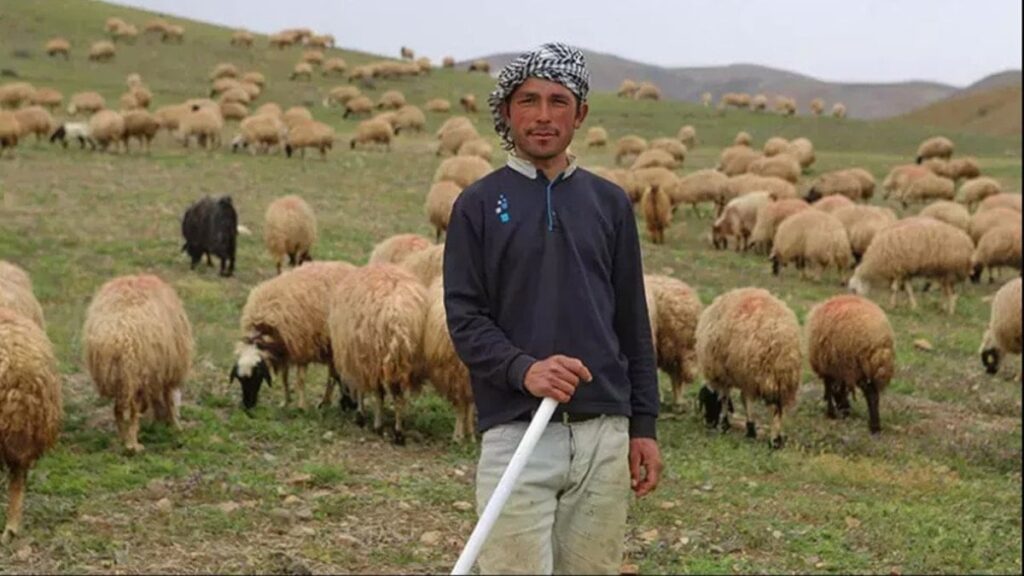 Mühendisleri gönderiyoruz çobanları ithal ediyoruz