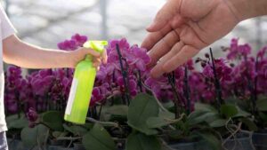 Orkideler tüm yıl çiçek açacak: Deneyimli çiçekçilerin süt sırrı ifşa oldu