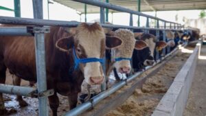 SON DAKİKA | Kurban kesim bedeli belli oldu!