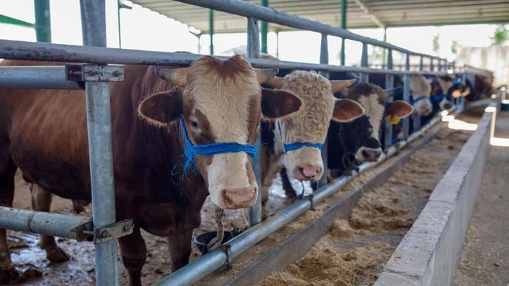 SON DAKİKA | Kurban kesim bedeli belli oldu!