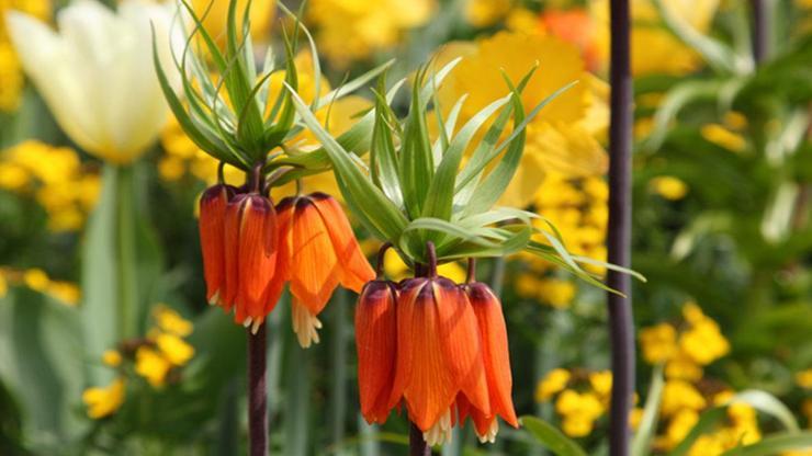 Ters Lale Nasıl Yetişir? Türkiye’de Ters Lale En İyi Nerede Yetişir?