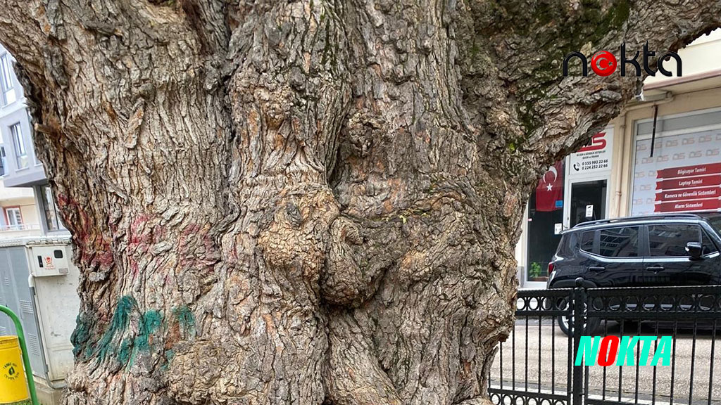 Asırlık ağacın yaraları sarıldı