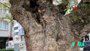 Bursa Osmangazi’de Asırlık ağacın yaraları sarıldı