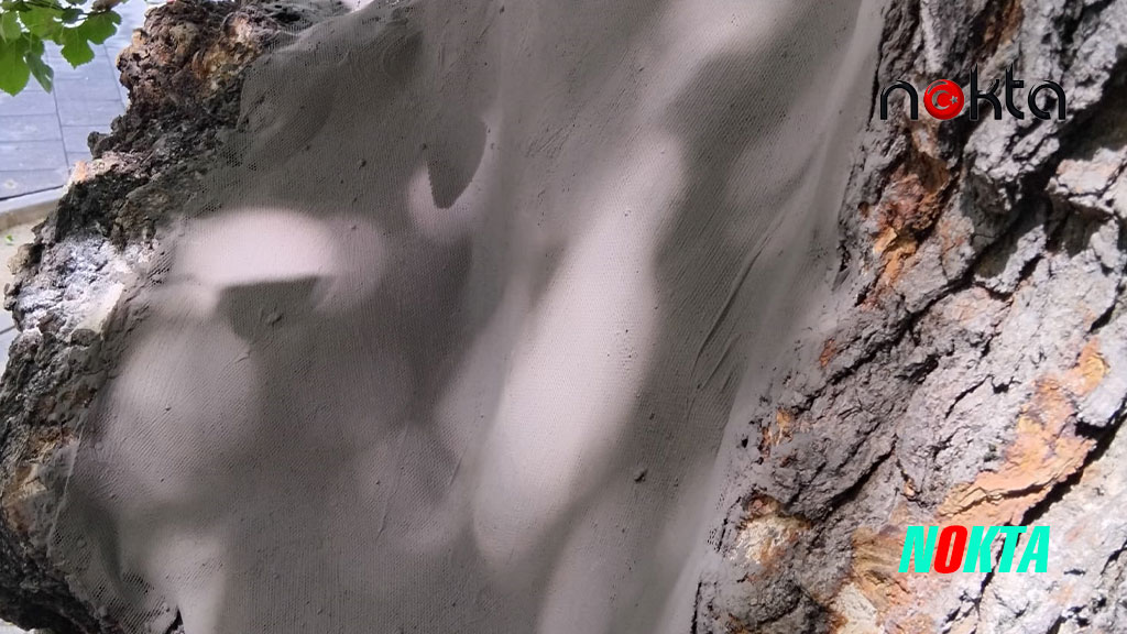 Bursa Osmangazi’de Asırlık ağacın yaraları sarıldı