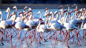 Flamingo cenneti sakin şehir olacak