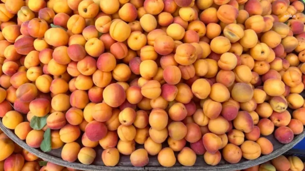 “Iğdır’da kayısı 1 TL, İstanbul’da 120 TL” paylaşımına 1 milyon 400 bin TL ceza