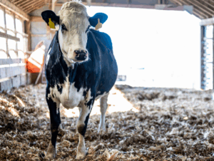 Et ithalatı 2024’ü solladı