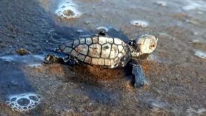 Kuşadası’nda sürpriz: İlk yavrular çıktı