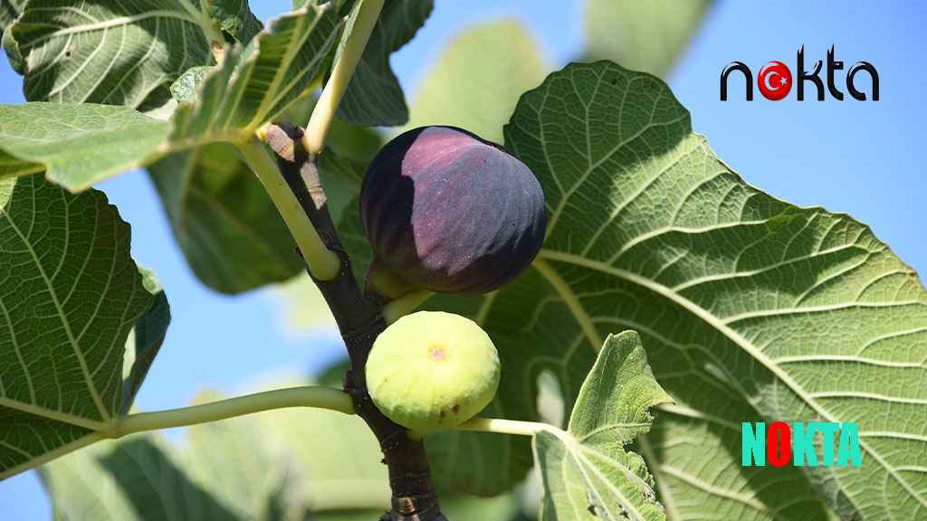 Başkan Erkan Aydın: “Siyah incirimizi korumalıyız”