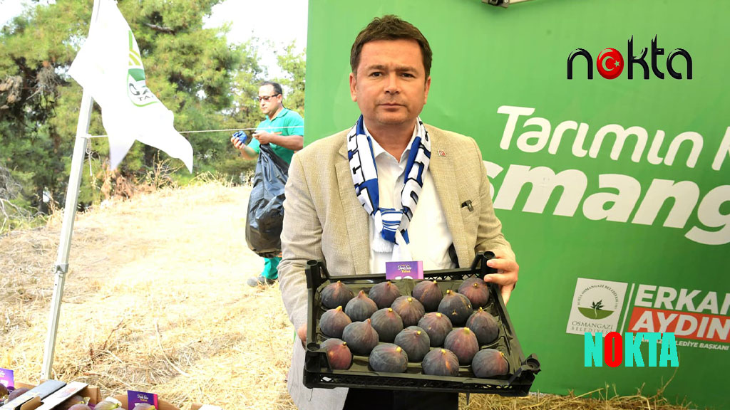 Bursa’nın dünyaca ünlü siyah incirleri Osmangazi’de yarıştı