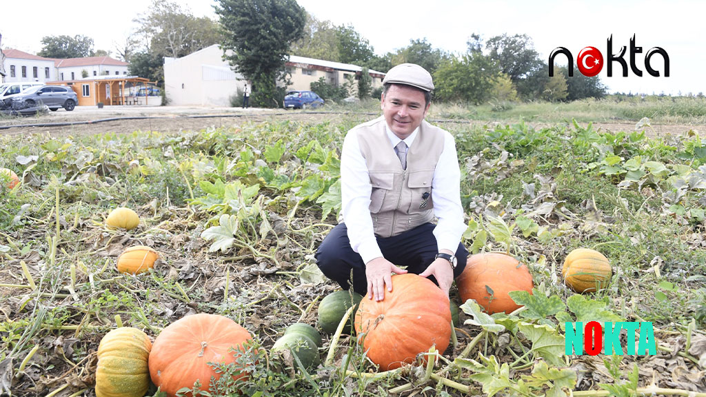 Kaybolmaya yüz tutmuş ata tohumları Osmangazi’de yetişiyor
