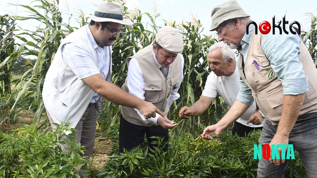 Kaybolmaya yüz tutmuş ata tohumları Osmangazi’de yetişiyor