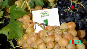 Osmangazi Belediyesi düzenlediği festivallerle tarım ürünlerine değer katıyor