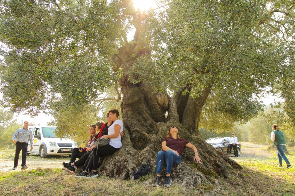 Zeytin cenneti tedirgin