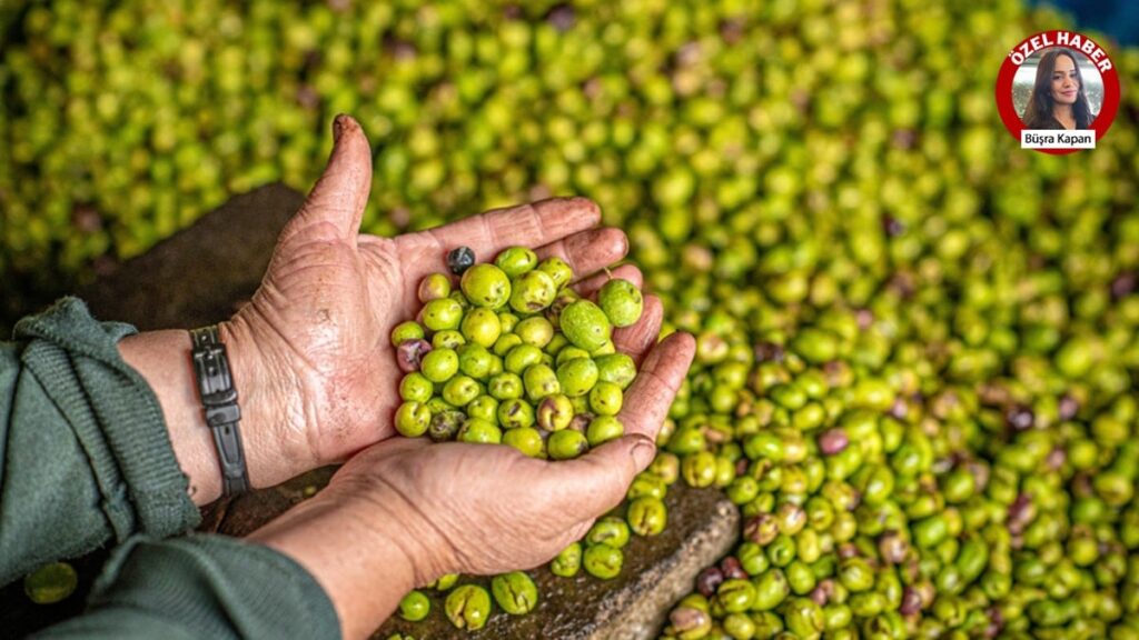 Türkiye kendi zeytinliklerini kesip Suriye’den aldı