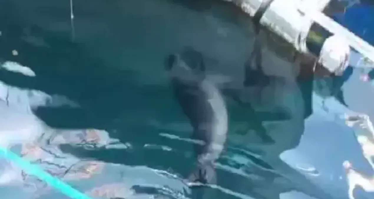 Bodrum’da nesli tehlike altındaki Akdeniz foku görüntülendi