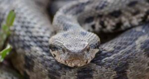 Osmanlı engereğinin dünyaya yayılış noktalarından biri Çankırı